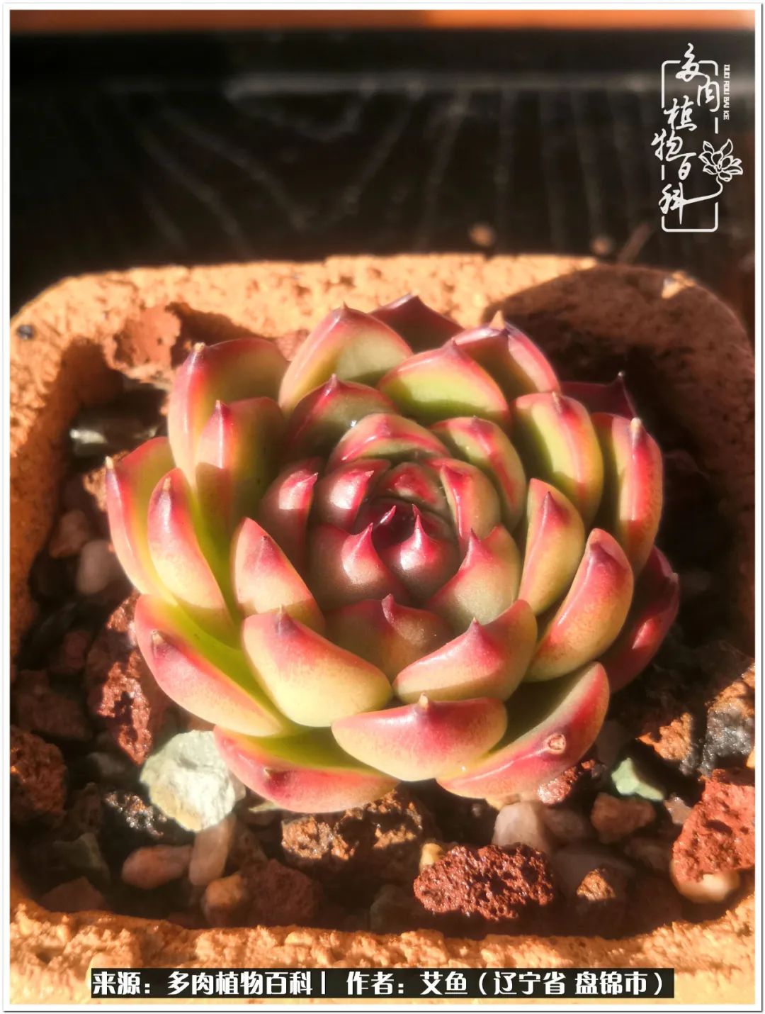 养多肉的意外之喜,养了五年的多肉就剩这几个