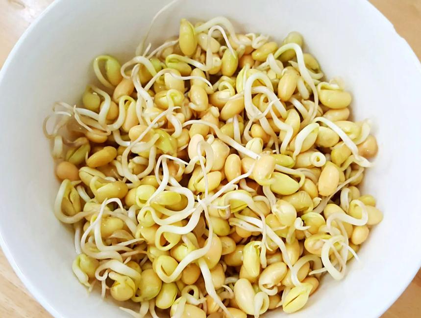 豆芽发苗神器,家用豆芽机发豆芽菜的简单方法