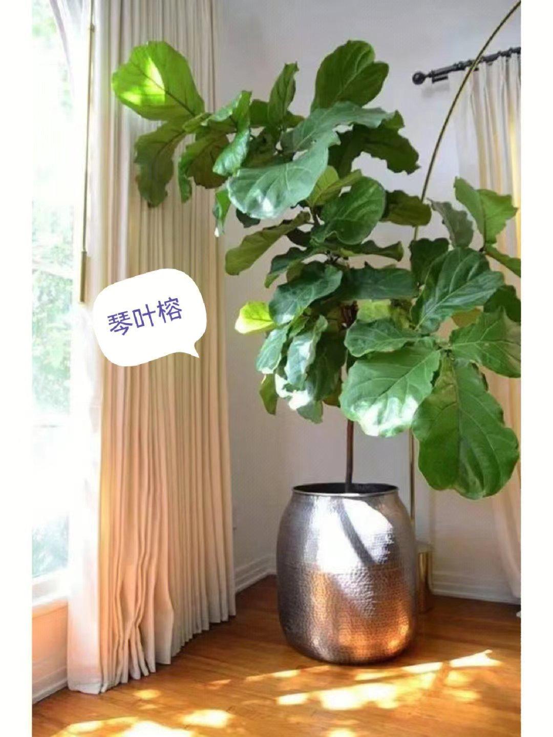 十种最好养的网红植物,家庭好养的网红植物