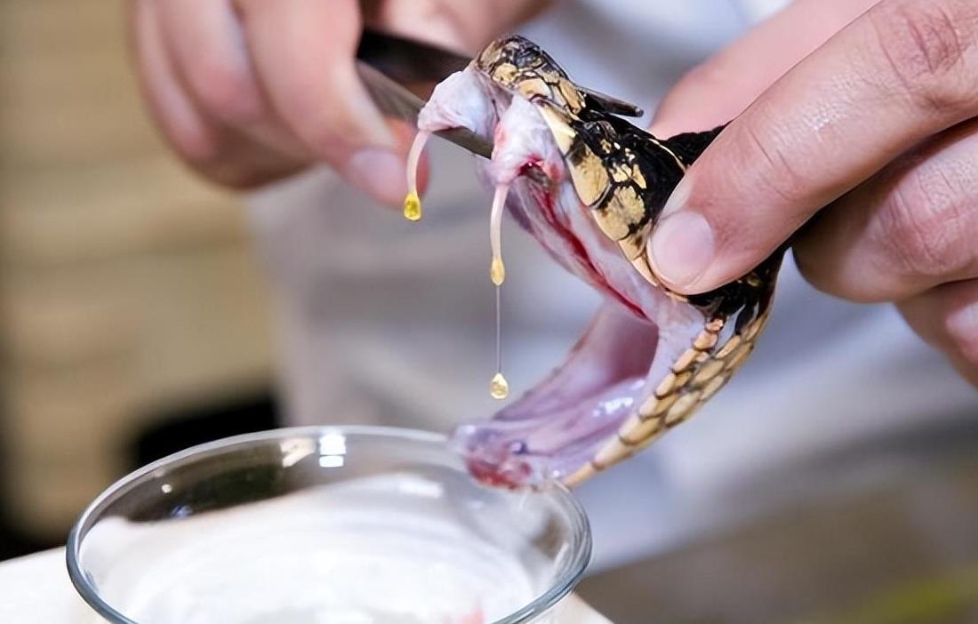 眼镜王蛇吞掉了条蟒蛇,眼镜王蛇生吞