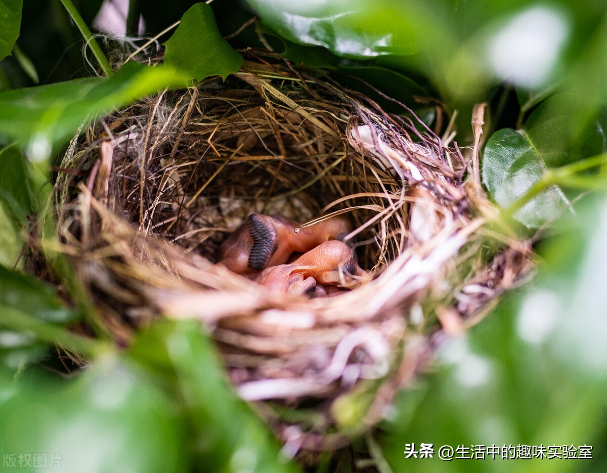 鸟为什么在雨中淋雨,为什么鸟儿下雨要低飞