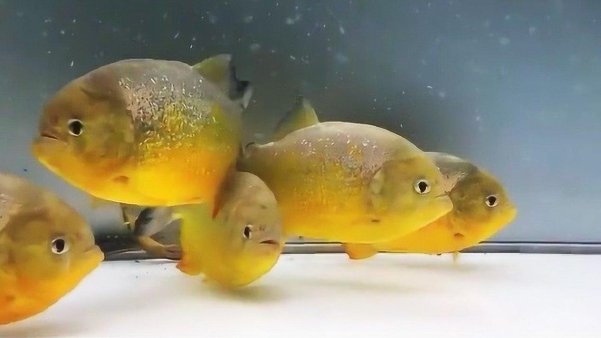 淡水白鲳鱼多少钱一斤2020,白鲳鱼多少钱一条