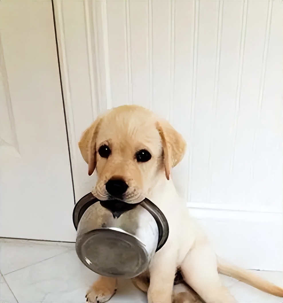 金毛VS拉布拉多，竟那么雷同！谁更得到万千人宠爱？