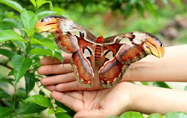 美国出现世界最大飞蛾，不但大样子也很吓人，实为我国“蛇头蛾”