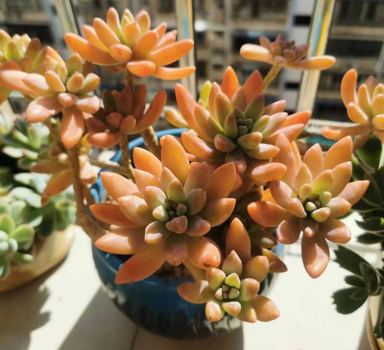 养多肉最简单的方法,多肉怎么养才能长得快又好还好看