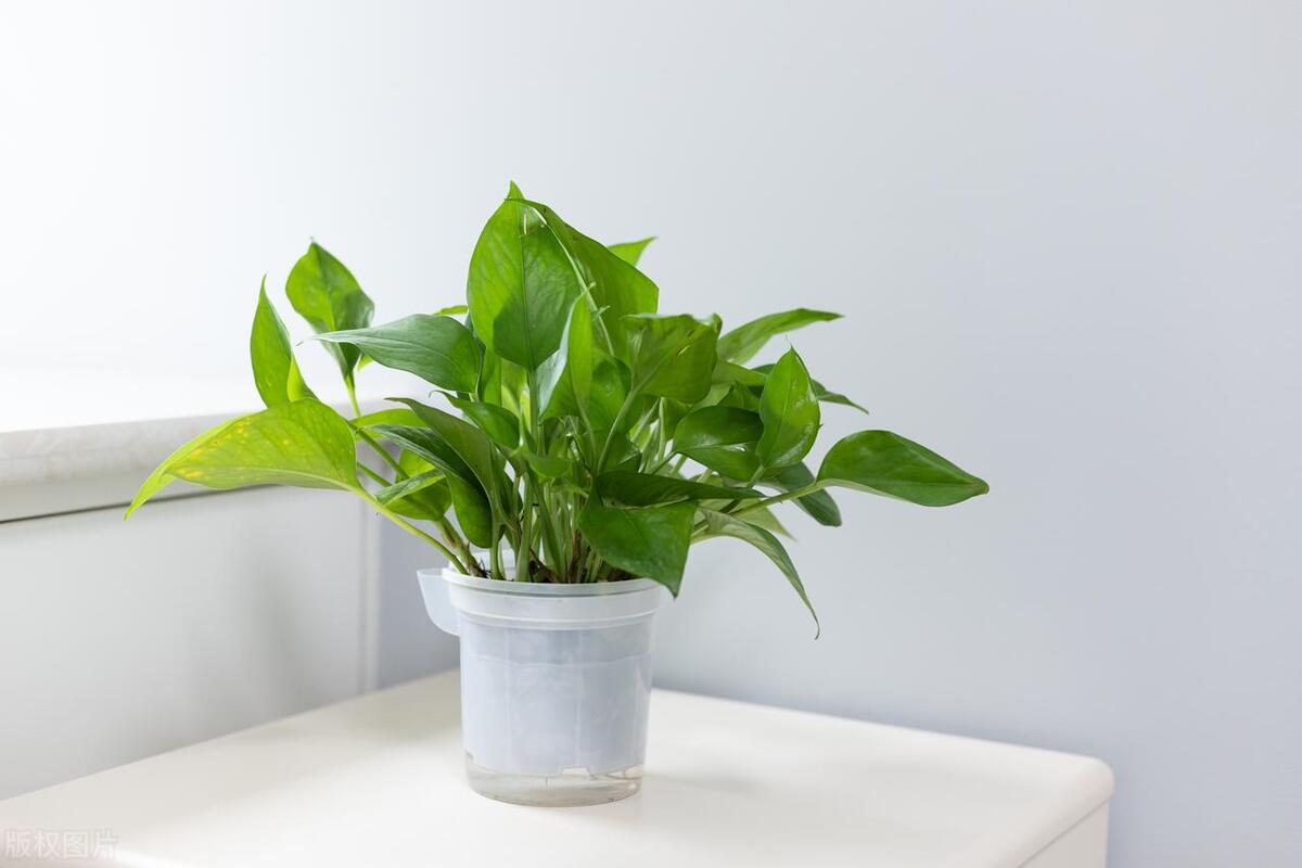 绿萝藤蔓过长怎么打理好看,绿萝藤蔓怎么养才会粗壮