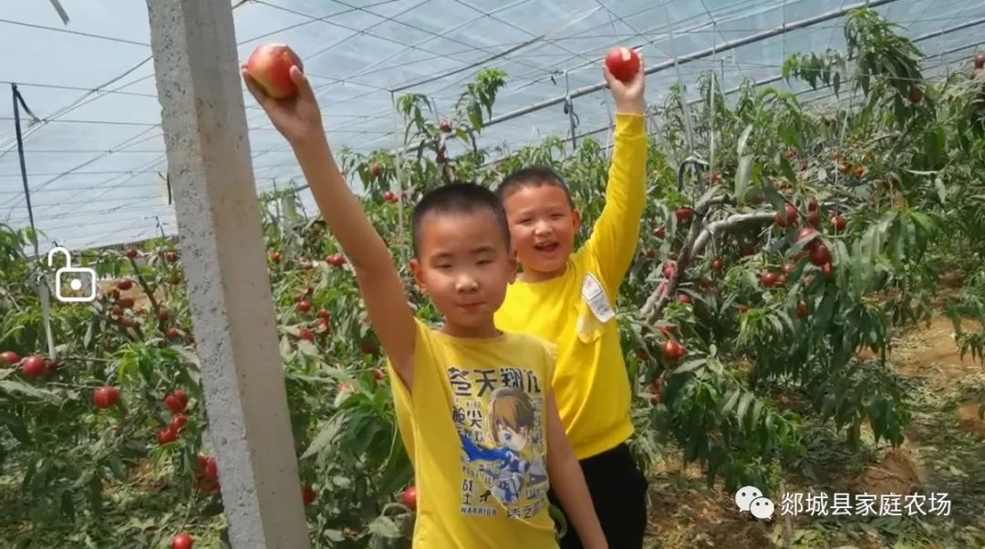 原生态，超水灵，正当时——郯希牌甜油桃，邀请您端午节快尝鲜