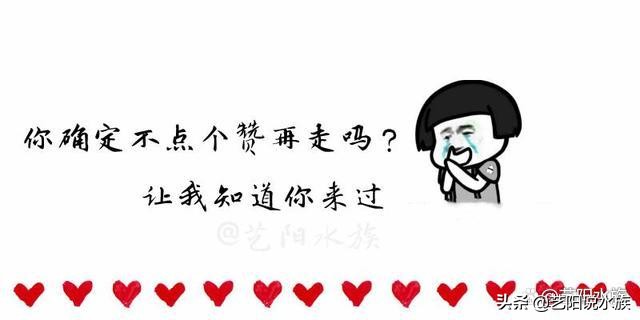 纯泰虎和虎鱼的区别,印尼虎鱼跟泰虎的区别在哪