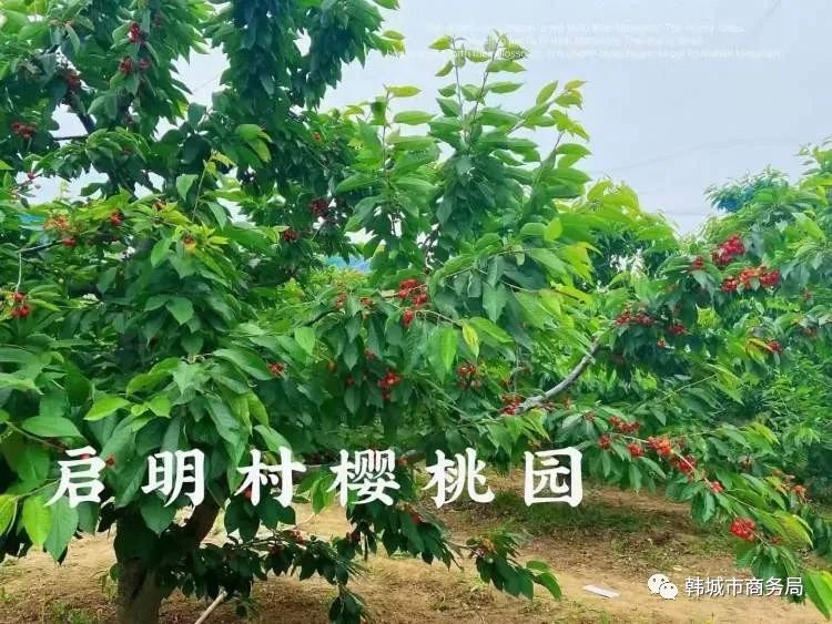 大棚樱桃管护助力乡村振兴,包村干部带领群众增收致富