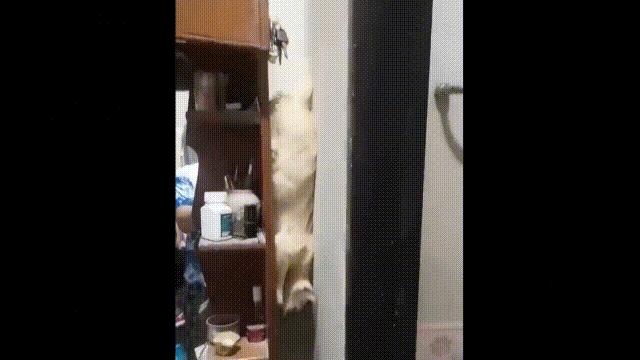 液体猫是真的吗,为什么都说猫咪是液体猫