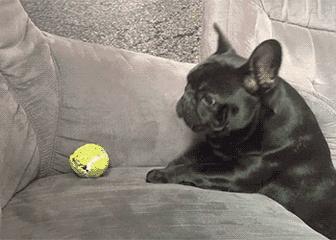 养了柯基不想养了能卖多少钱,养了柯基适合养猫么