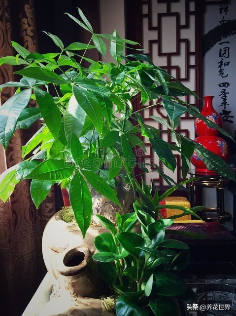 30种最适合客厅的植物大气又漂亮,居室客厅植物装饰温馨