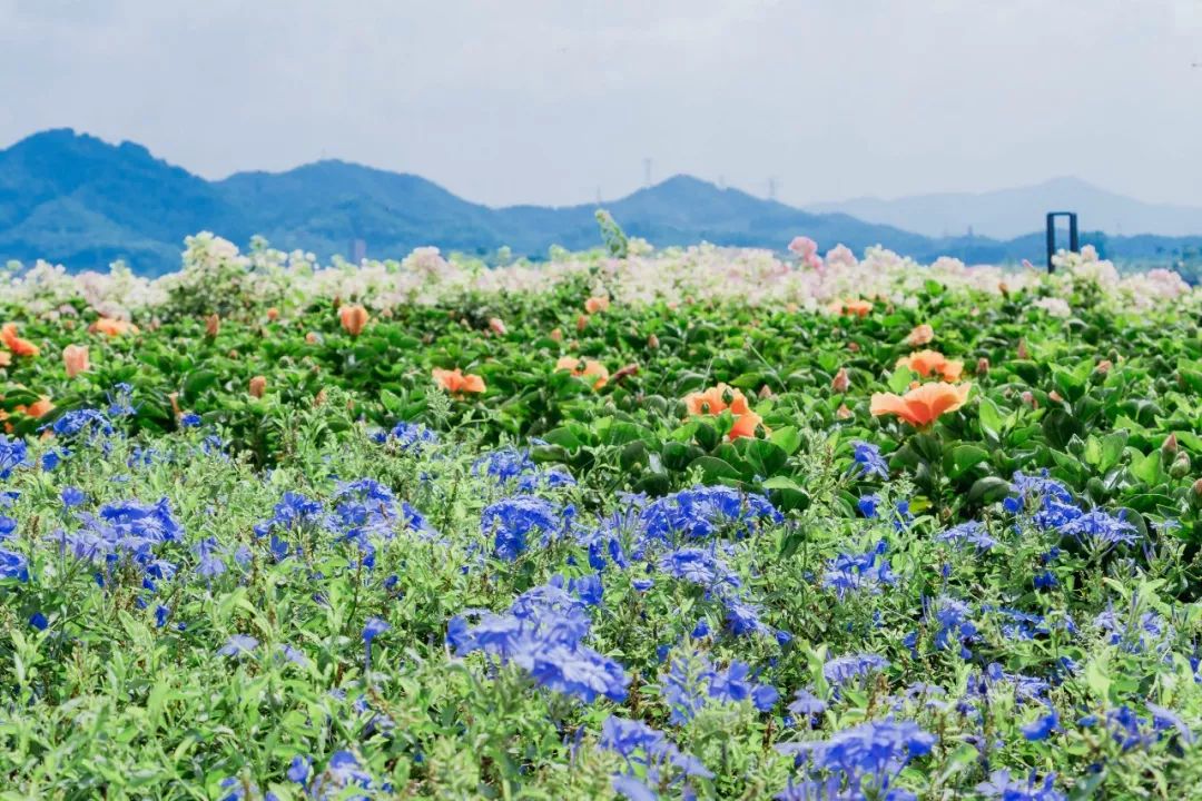 深圳最好玩的十个地方,深圳光明小镇欢乐田园好玩吗