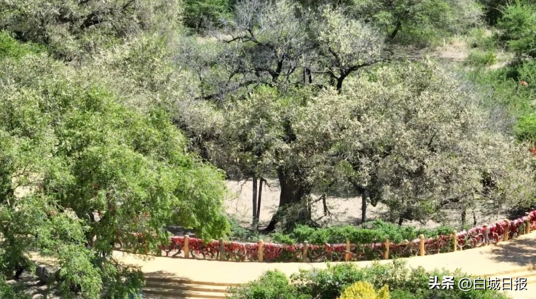 鎺㈣绁炴湪,鎺㈣涔鹃櫟