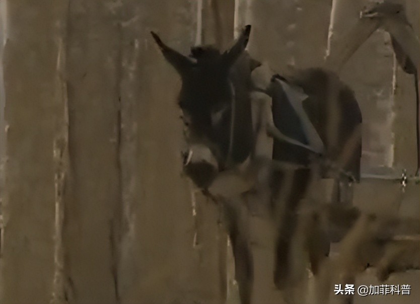 瘫痪老人能吃驴肉么,八旬老人脑梗瘫痪还能撑多久