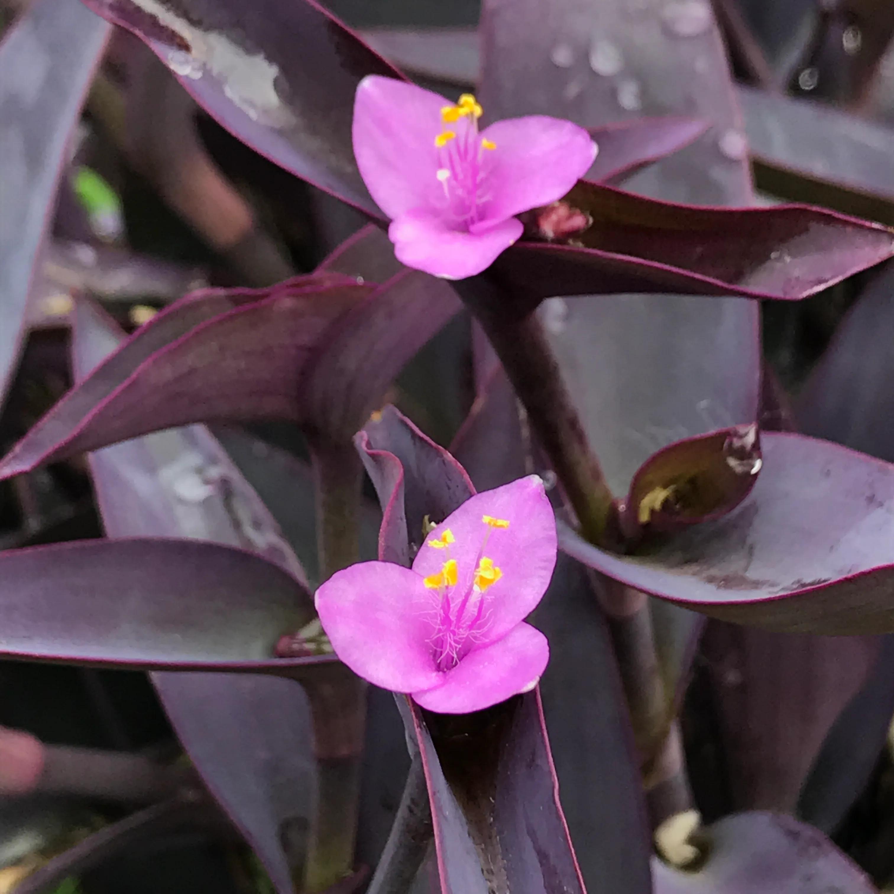 世外桃源山顶的隐居生活,山顶世外桃源