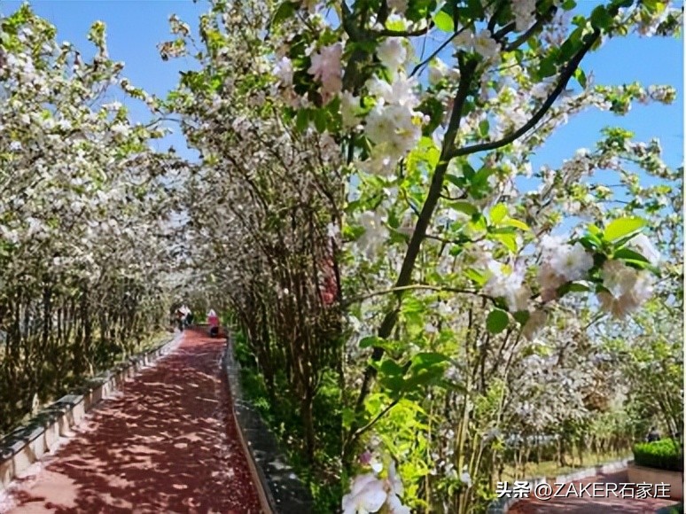 石家庄早新闻,早新闻完整内容