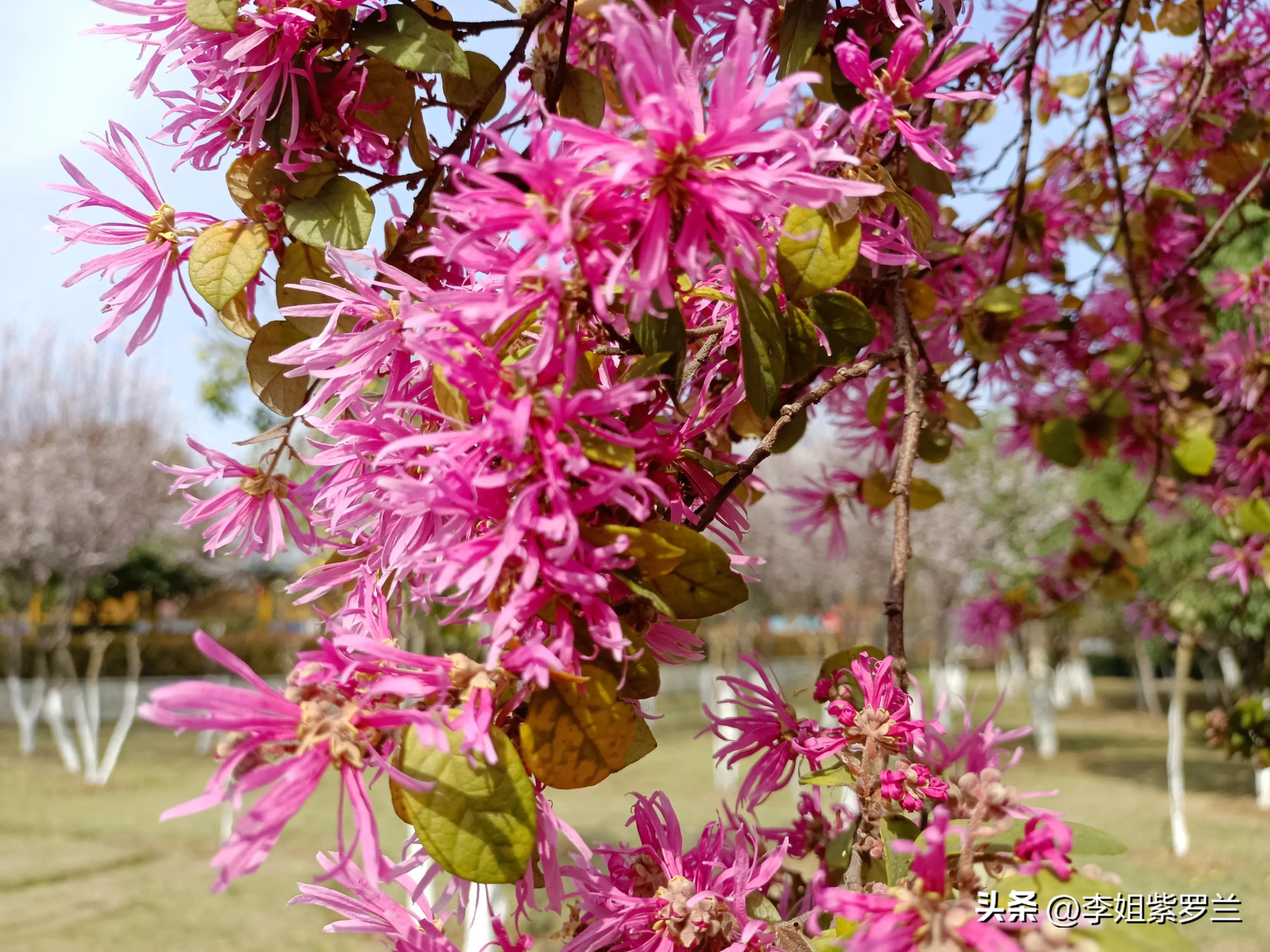 红花檵木和红花继木是一个品种吗,红花檵木和白花檵木