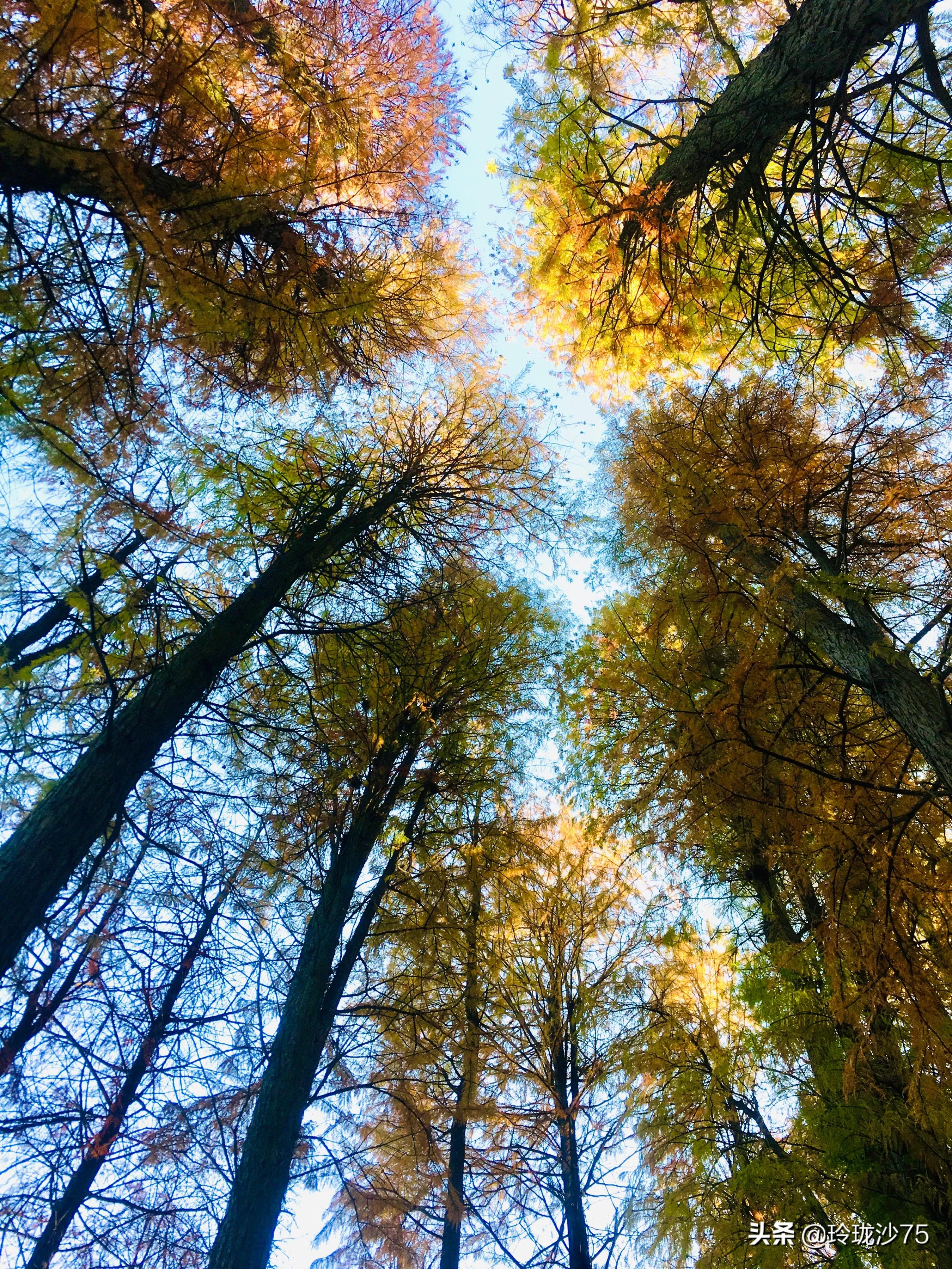 长沙风景美丽的篮球场,长沙王陵公园生态足球场