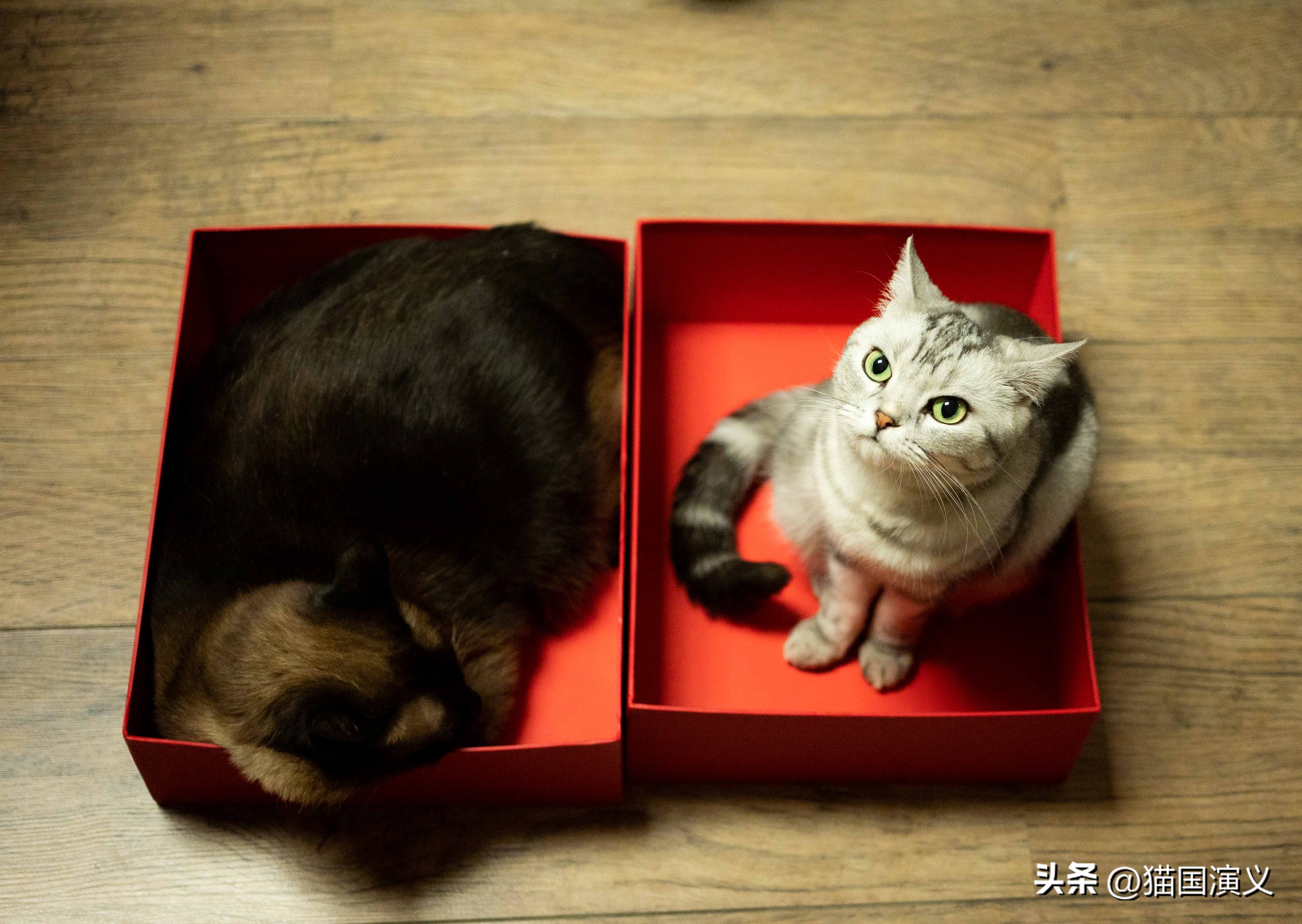 怎么让猫咪熟悉自己的猫窝 (猫咪适合什么样的猫窝)