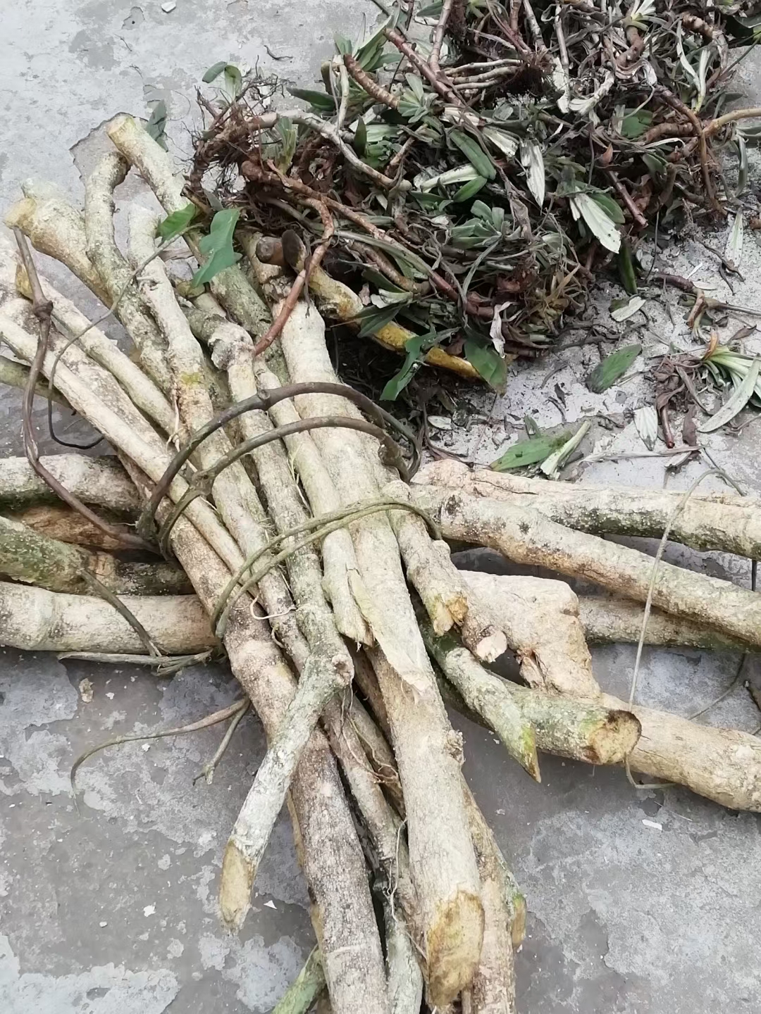 父亲的回忆录连载,父亲的回忆录完整版