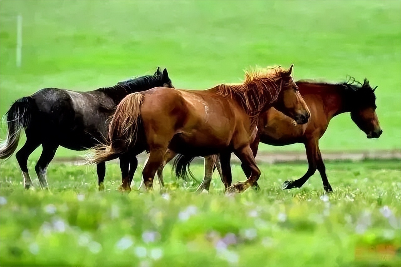 为什么张掖是玉米制种基地,张掖舰为什么用张掖命名