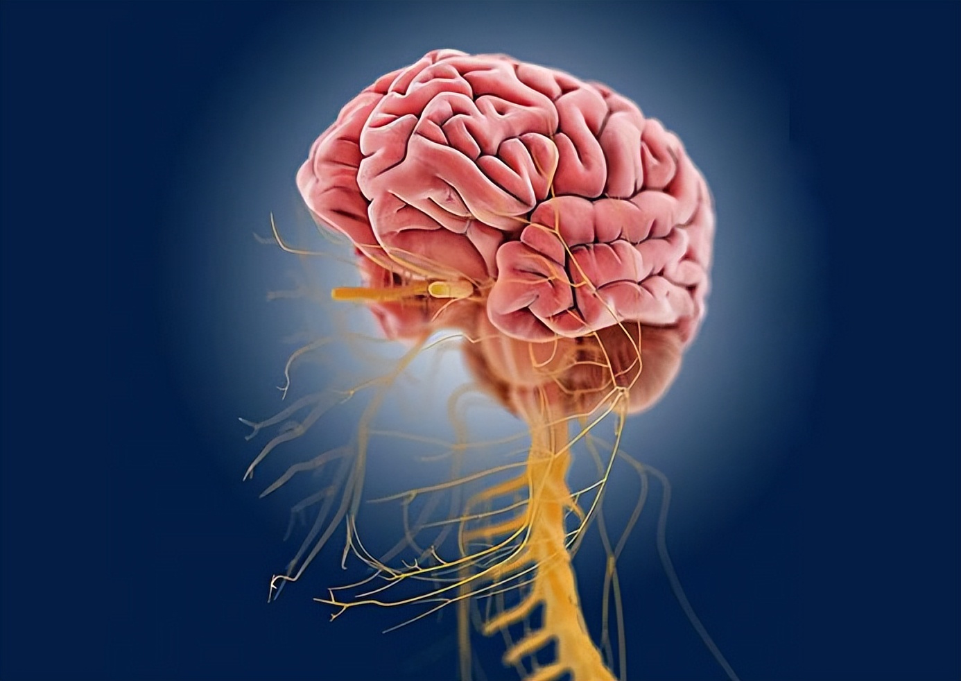 吃晚饭喝点白酒对身体有伤害吗,晚餐喝白酒对身体有什么好处