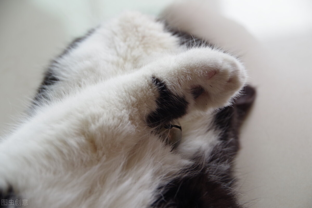 四十天猫咪拉肚子最快的解决办法,猫咪拉稀吃什么食物最好