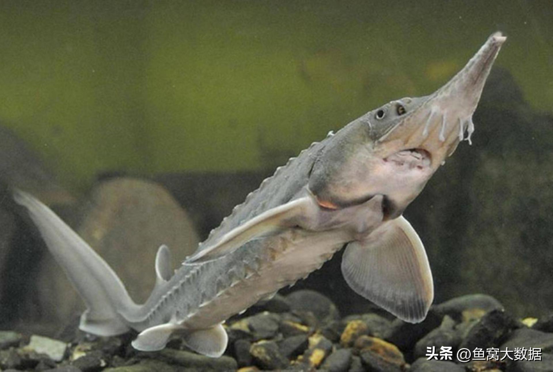 鲟鱼成为贵州村BA篮球赛的总决赛奖品，贵州用了20年