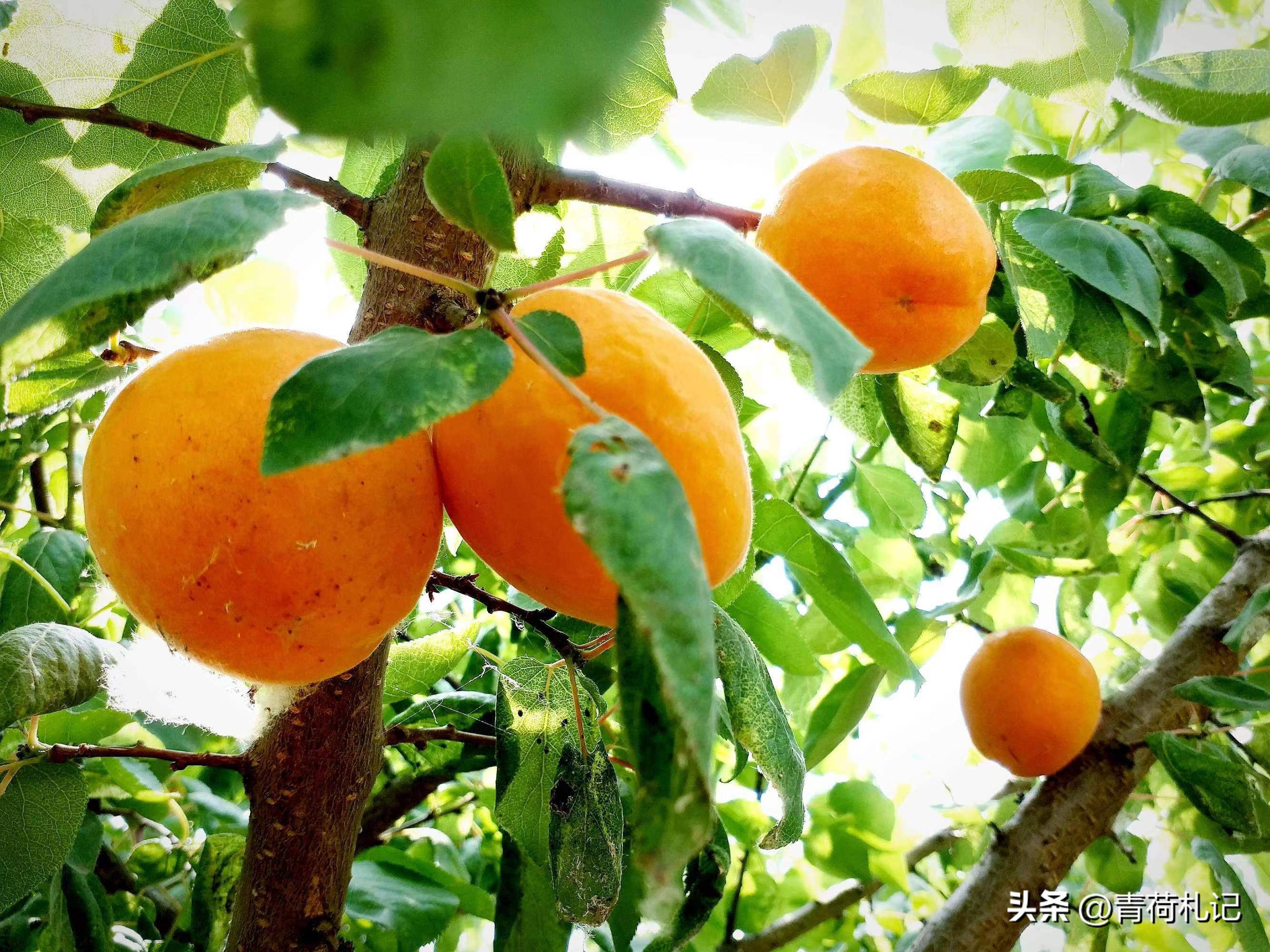 田园生活的古诗词名句,描写田园乡村生活的古诗词