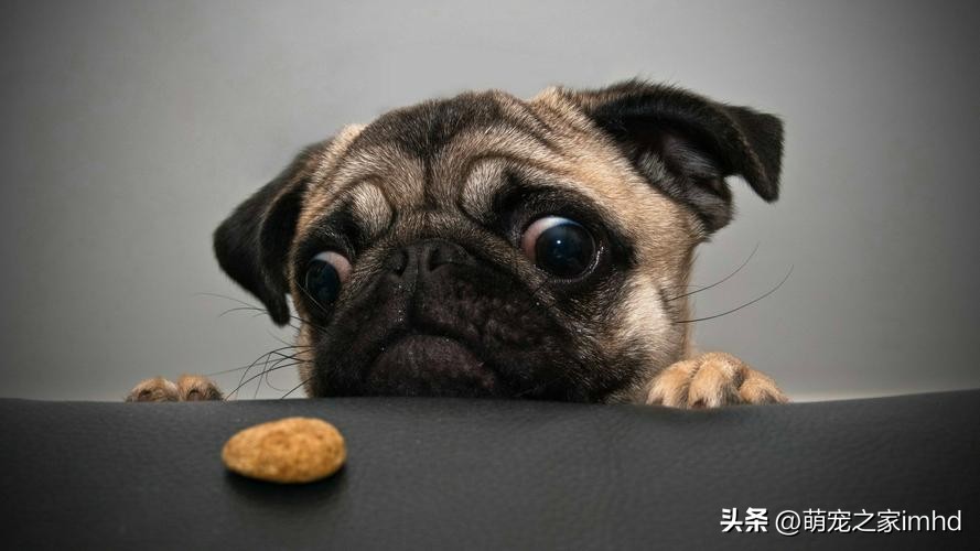 狗一吃东西就吐怎么办,狗吃过的东西人吃了会怎么样