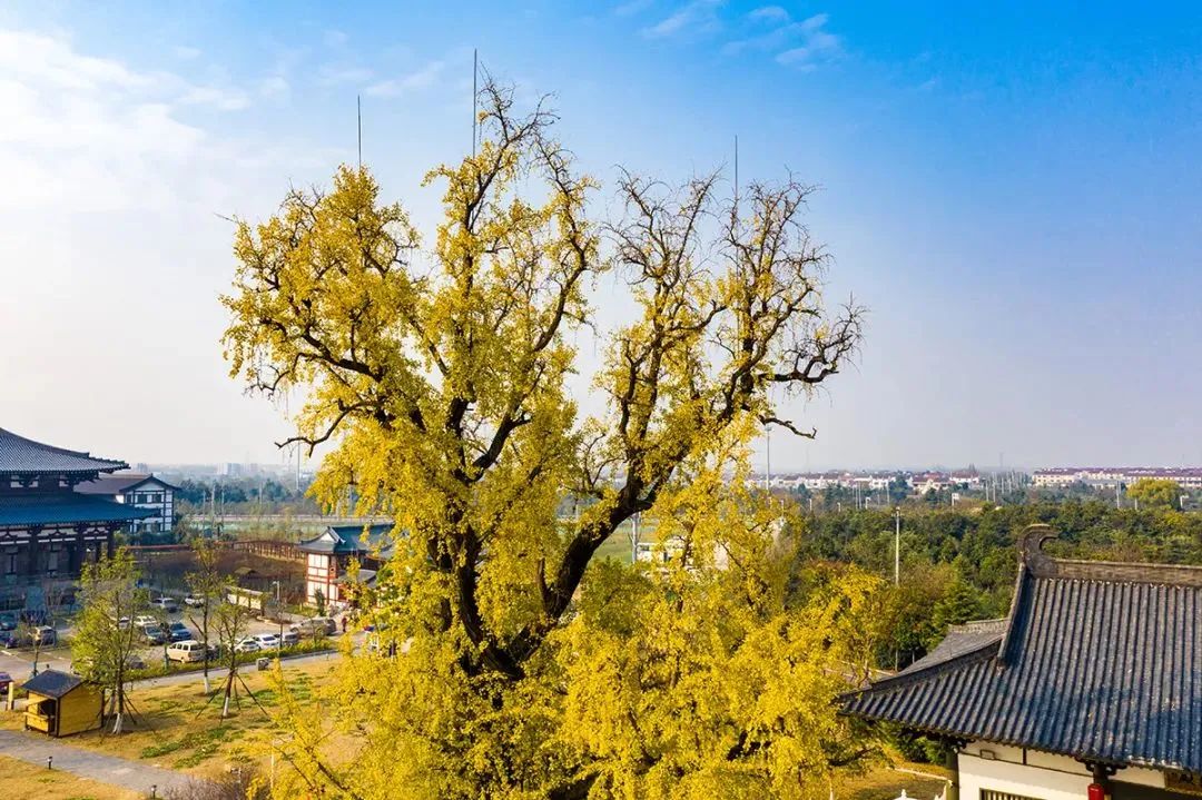 南京的法国梧桐秋天图片,南京法国梧桐秋天