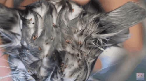 猫吃米线,猫吃米线吗