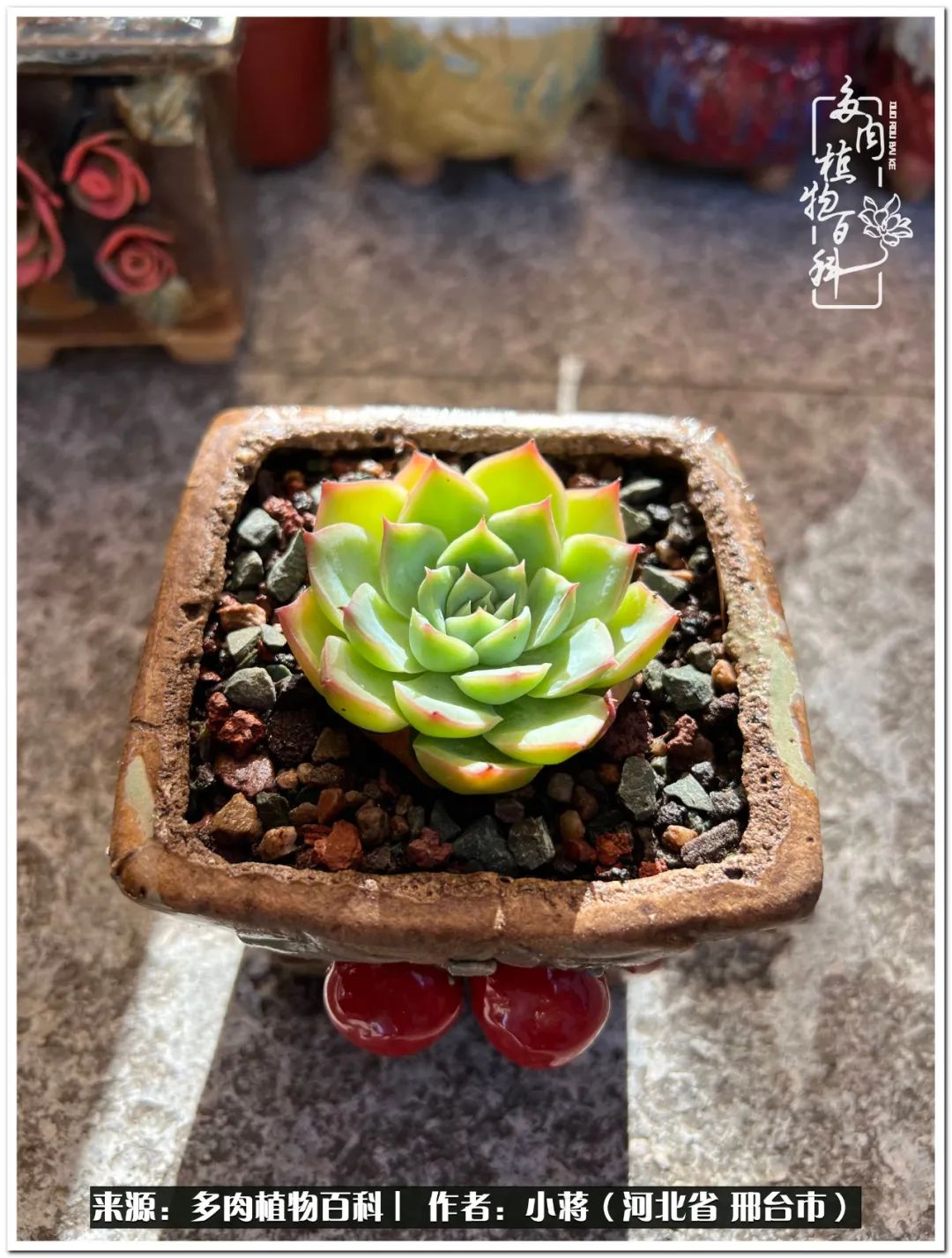 我与多肉植物之间的故事,我和多肉十二卷的故事100字