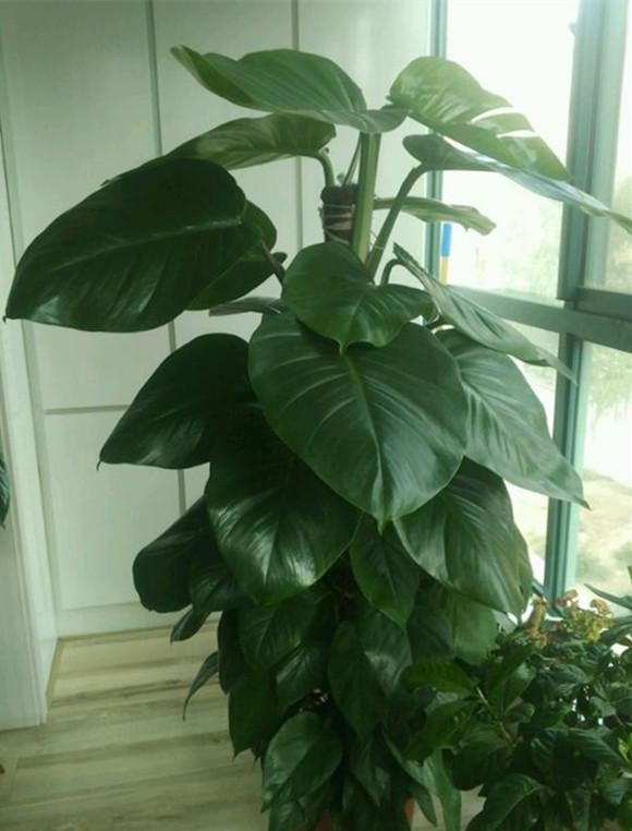 怎样制作绿萝柱长得快,绿萝怎么做成绿萝柱