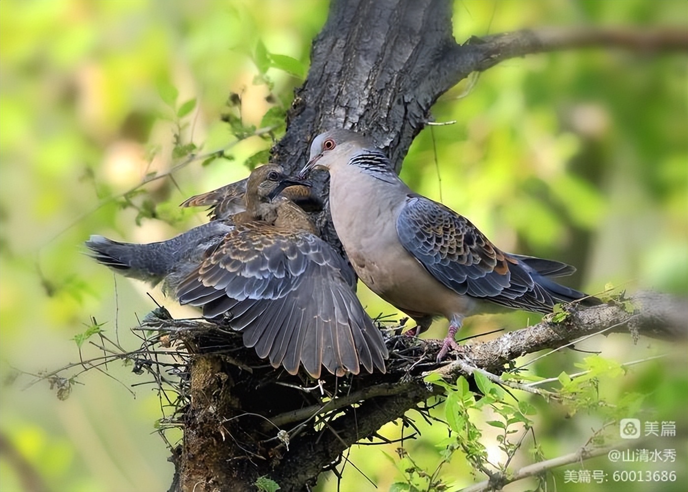 门外那棵野桑树——诚品上院小区（作者：李超）