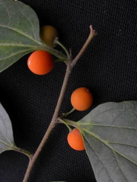 《她这样是嫌弃婆母吗》