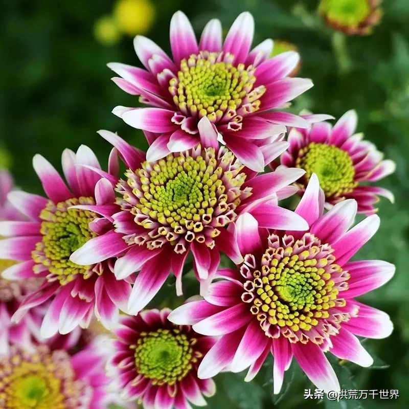 中国十大稀有珍贵菊花品种图片,一年四季开花的菊花有哪些品种