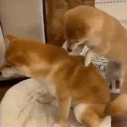 狗狗求救的五大信号,狗狗发出的求救信号