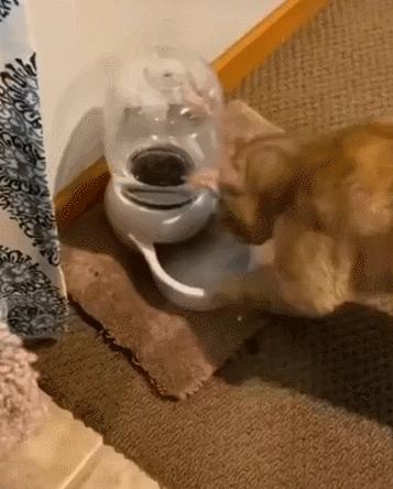 养猫的100个怪癖,养猫变态