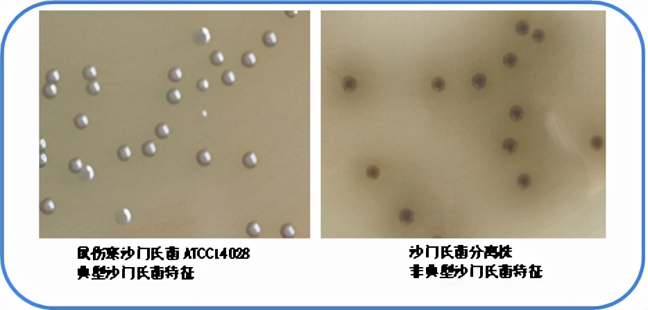 食品微生物沙门菌检验流程,食品中沙门氏菌的检测视频