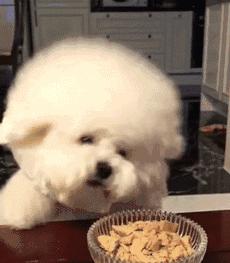 养比熊需要注意什么问题,养比熊要注意什么问题