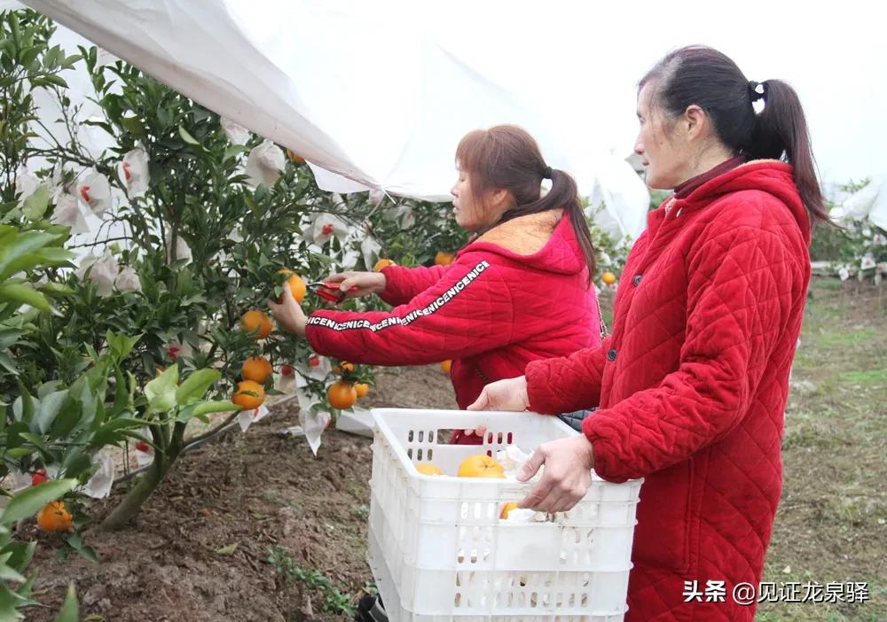龙泉附近的农庄,龙泉生态农庄