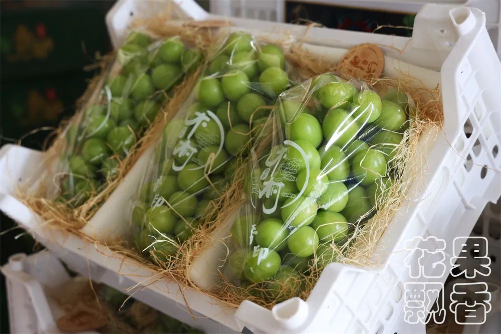 云南阳光玫瑰上市多少钱一斤呢,云南阳光玫瑰多少钱一公斤