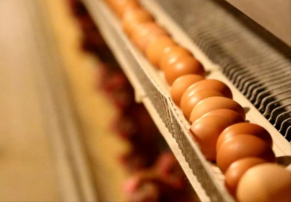 蛋鸡隔窝下蛋怎么办,蛋鸡隔窝蛋挺多怎么回事