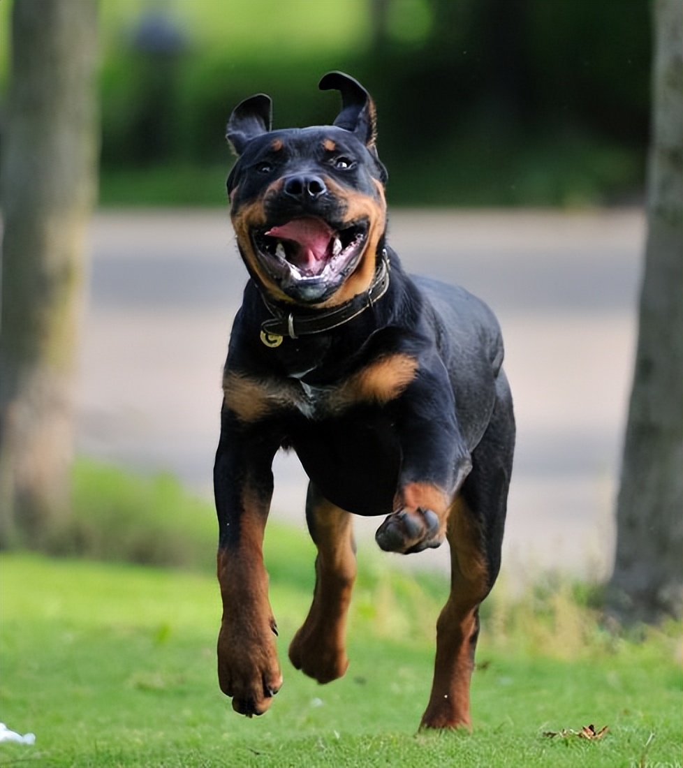 罗威纳百科全书,罗威纳犬训练教程