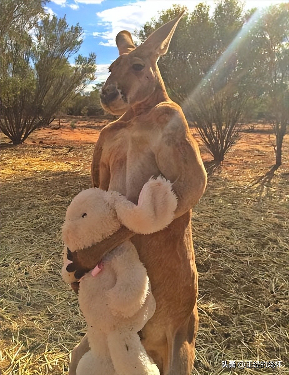 袋鼠动物特性,袋鼠的意义