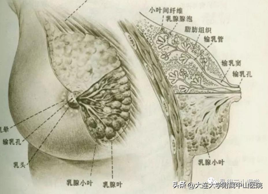 乳腺纤维瘤手术后能哺乳吗,乳腺微创手术科普知识
