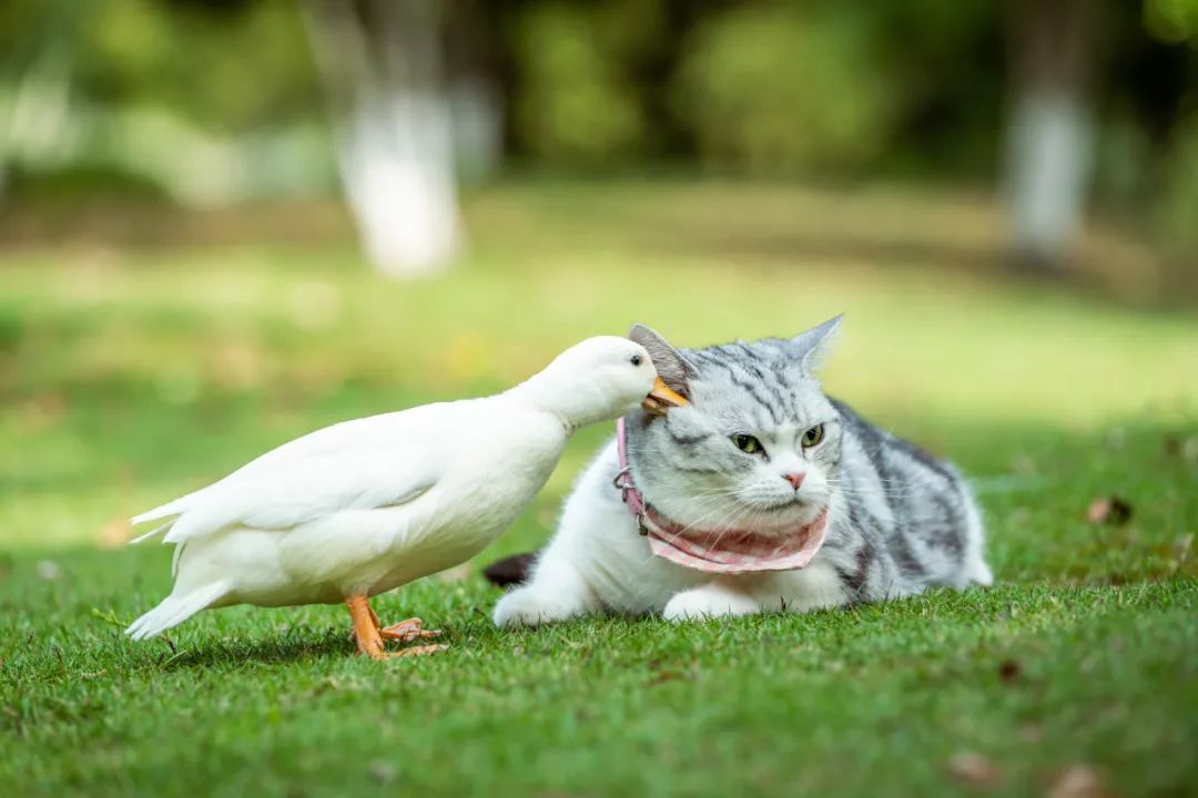 给壁虎接生、帮乌龟切肿瘤……上海异宠医院的一天