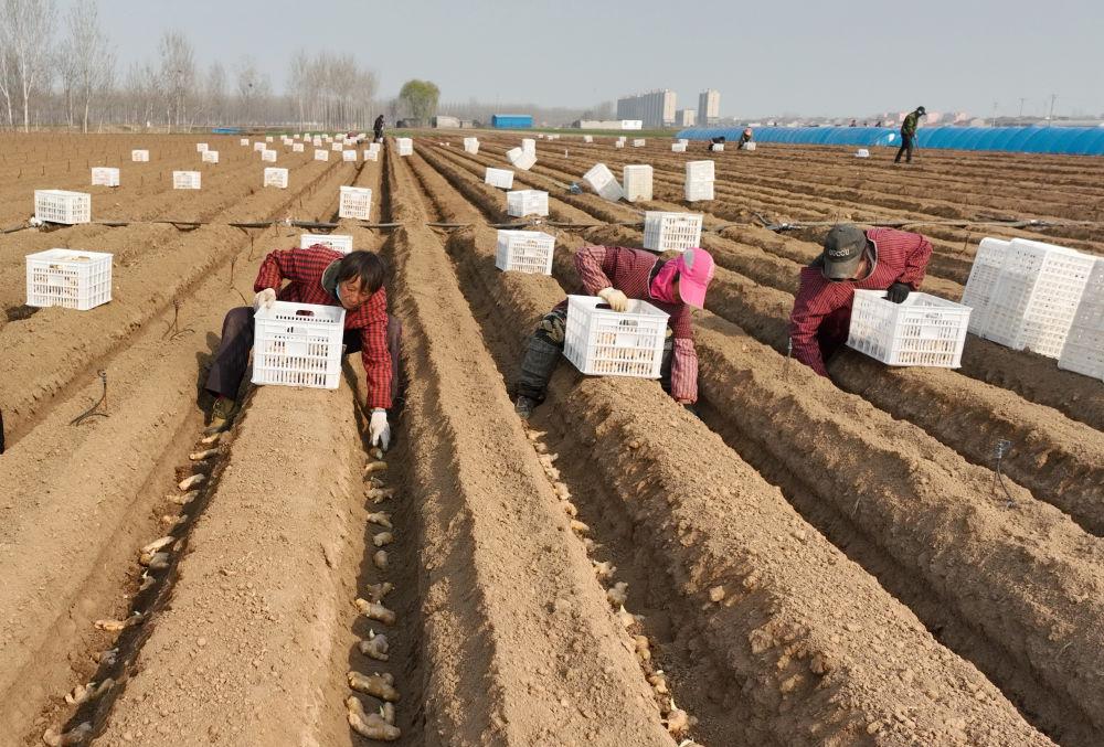 唐山生姜现状,冀东生姜之乡简介